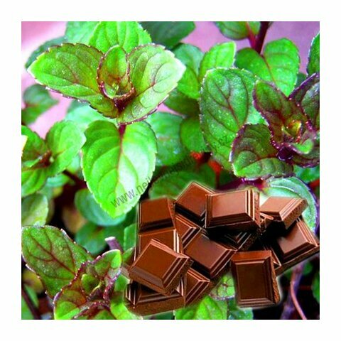 Máta čokoládová, v květináči Mentha piperita ‘Chocolate‘